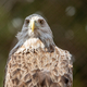 White-tailed eagle.. - PhotoDune Item for Sale