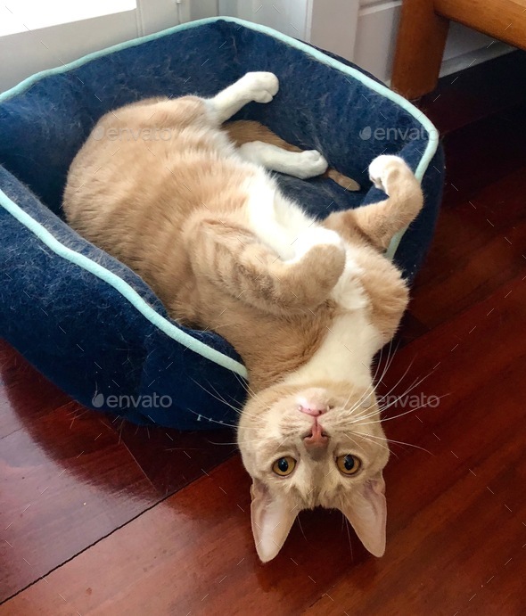 A cute cat laying in his blue bed looking at me upside down Stock Photo