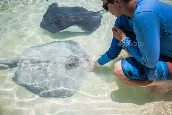 A young man feeding a stingray in the shallow water of the ocean in the ... Biology Diagrams