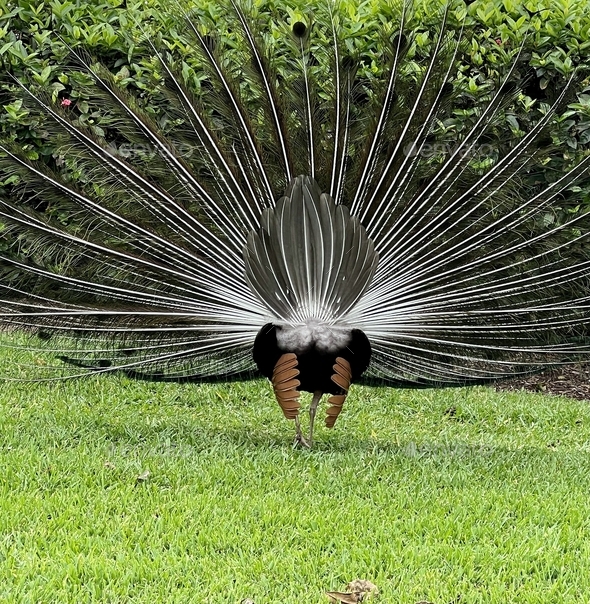The backside of a male peacock standing in the grass with its wings completely spread out