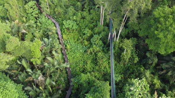 Aerial view canopy walk and wooden road alt