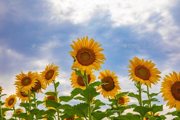 Field of sunflowers  - Stock Photo - Images
