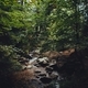 River. Depth of field. Lush. Greenery. Forest. - PhotoDune Item for Sale