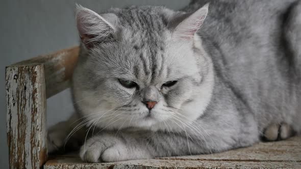 Cute Short Hair Cat Looking Out Through A Window alt