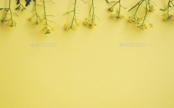 Yellow flowers with the empty space for text - Stock Photo - Images