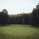 Forest. Park. Green. Depth of field. Nature. Trees. - PhotoDune Item for Sale