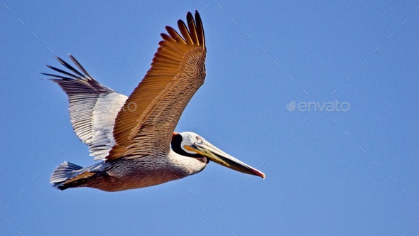 NOMINATED This pelican was flying over the ocean looking for food
