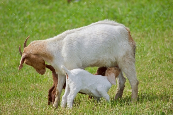 Moments in nature. A mother goat nurses her kid