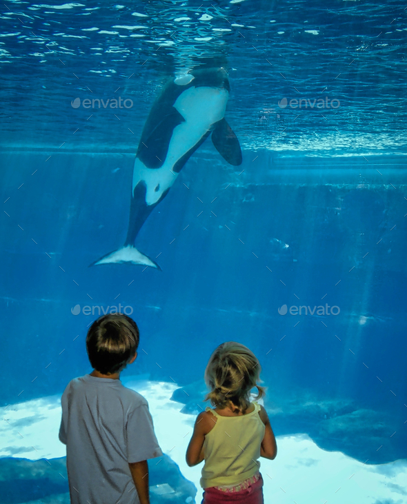 In awe of nature. Learning about Orcas at SeaWorld California. Stock