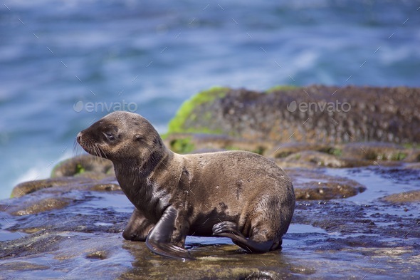 Beautiful wild sea Lion pup finding her balance on the ocean coastline of the Pacific.