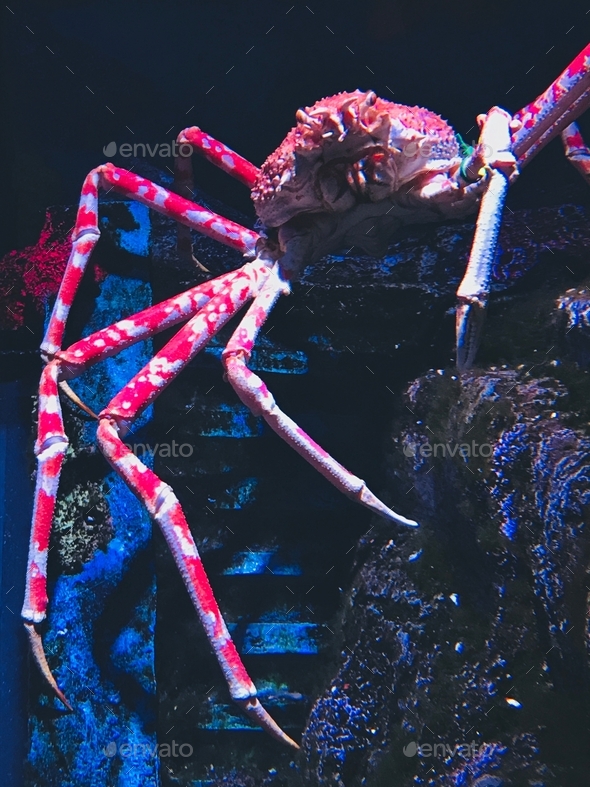 Japanese Spider Crab underwater in a huge aquarium fish tank