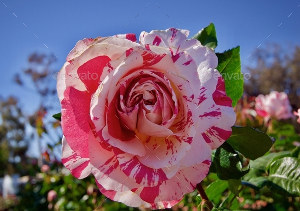 Beautiful Candy Striped Rose in the rose garden.
