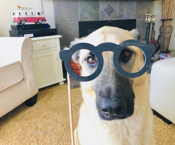 Cute puppy with glasses from a photography prop photo booth, eyes, health, healthcare, veterinarian