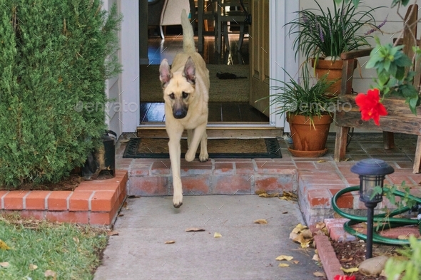 Happy puppy walking out the front door of her home with ears straight ...