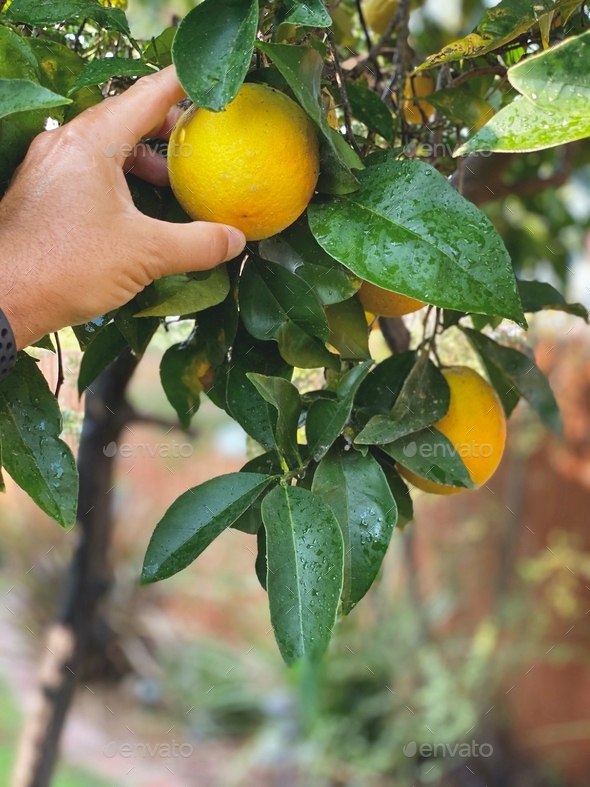 Hand picking an organic orange that was grown using organic principles in gardening. - Stock Photo - Images