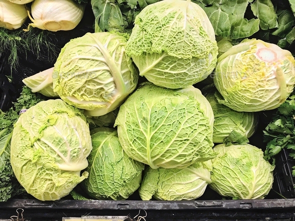 Beautiful green Savoy cabbage heads with great health and texture.