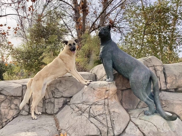 Shelby having fun on vacation posing next to the mountain Lion sculpture to compare her size