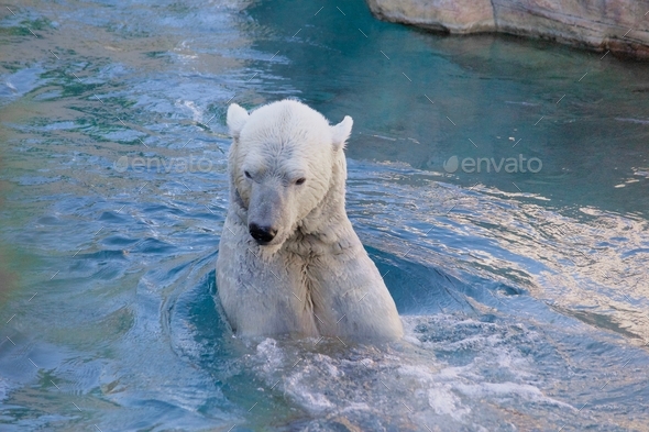 Polar Bear swimming in his Arctic Summer home at the Polar Bear Plunge at the San Diego Zoo