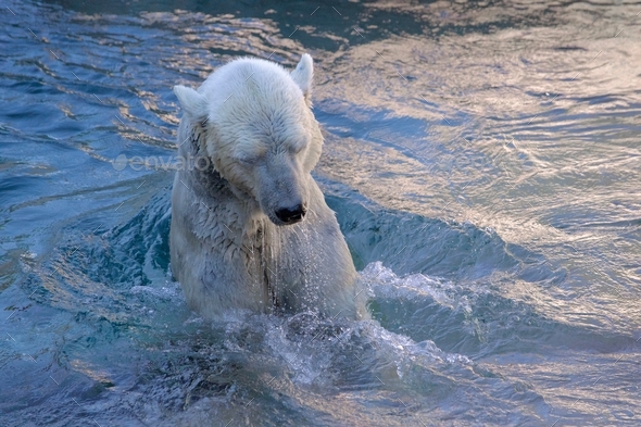 Polar Bear swimming backward in his Arctic Summer home at the Polar Bear Plunge at the San Diego Zoo