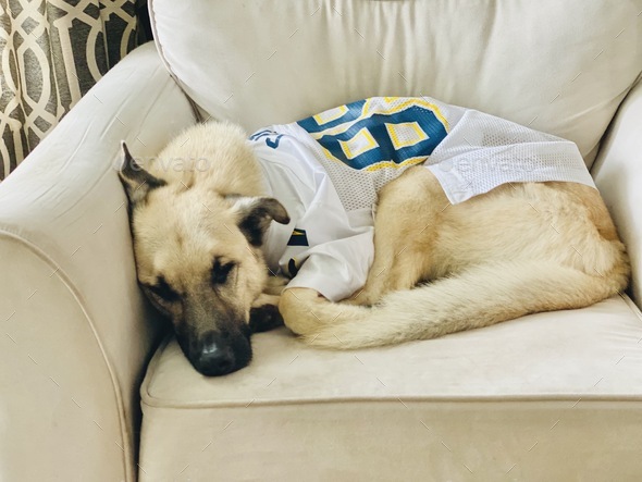 A sleepy Chargers fan - Stock Photo - Images
