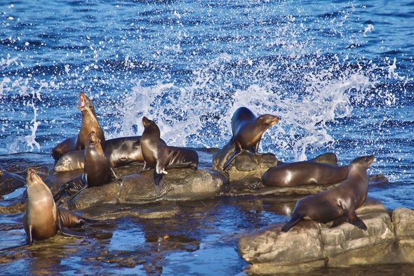 Gorgeous and amazing wild sea lions on the coast of the Pacific Ocean in San Diego California