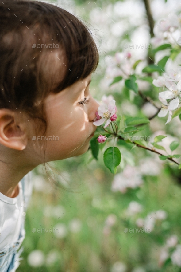 Portrait of cute six year old girl smelling the apple tree blossom  - Stock Photo - Images