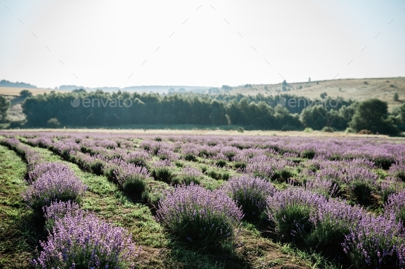 Lavender flowers farm - Stock Photo - Images