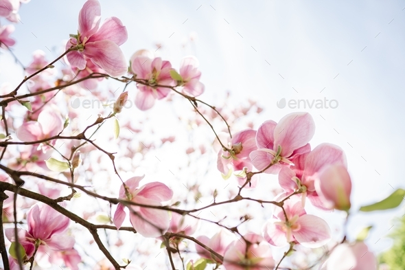 Blooming pink magnolia tree in park during springtime - Stock Photo - Images