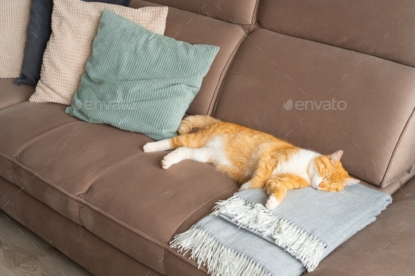 Cute ginger cat sleeping on comfy couch with decorative pillows. Neutral colors. Cozyness and calm