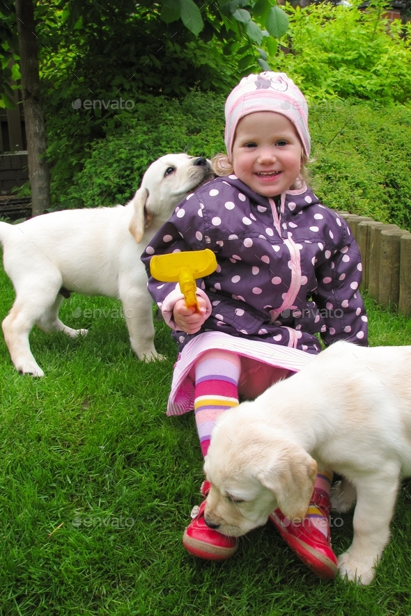 Happy cute little girl sitting on the grass with two yellow labrador retriver puppies sniffing her