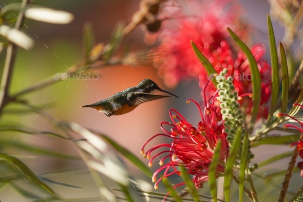 Amethyst Woodstar Hummingbird flying close to the red flowers in nature ...