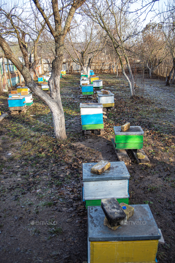row of old yellow and blue hives on old apiary. large apiary to remove bee uteruses on point