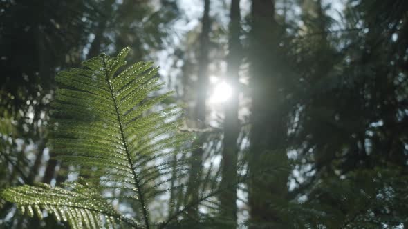 Beautiful sunlight in the forest