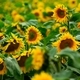 Sunflower field - PhotoDune Item for Sale