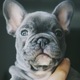 frenchie - PhotoDune Item for Sale