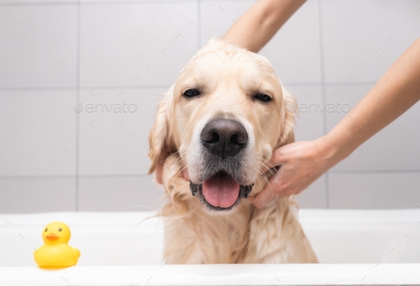 Stunning Happy Cooperation With The Golden Retriever Groomer image