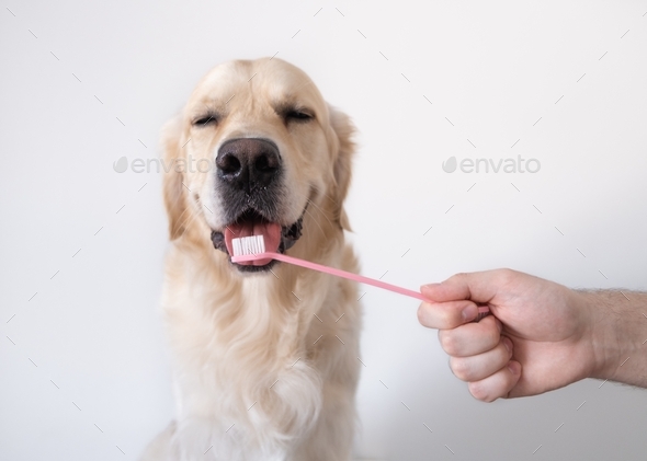 Brushing a dog\'s teeth. Male hand holds animal toothbrush.
