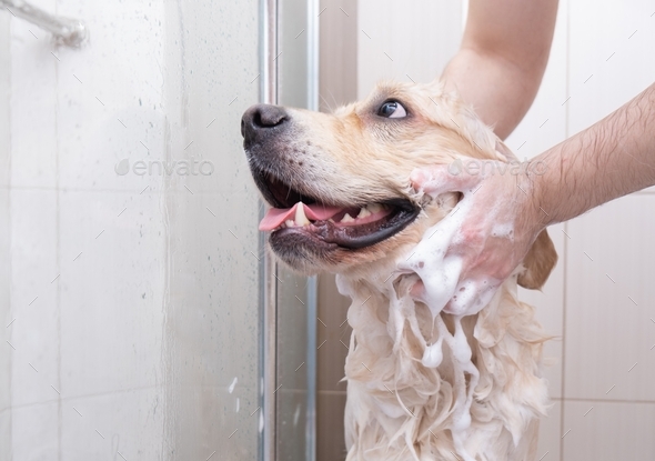 The dog takes a shower with shampoo.