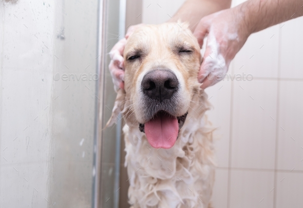 The dog takes a shower with shampoo.