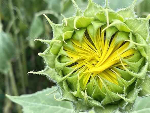 Close up of closed sunflower  - Stock Photo - Images