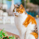 Portrait of a red-white cat, Istanbul, Turkey - PhotoDune Item for Sale