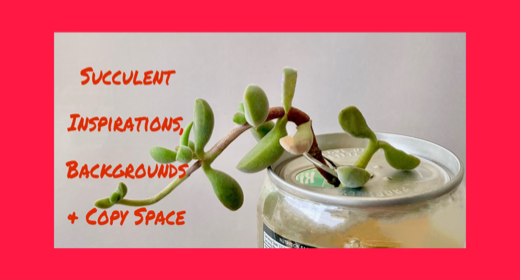 Succulent Inspirations, Backgrounds & Copy Space