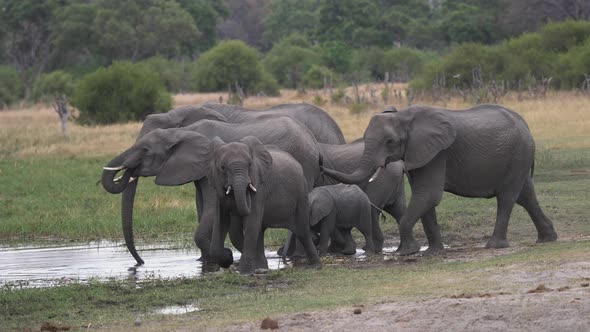 A Parade of Elephants Entering the Edge of a Body of Water. alt
