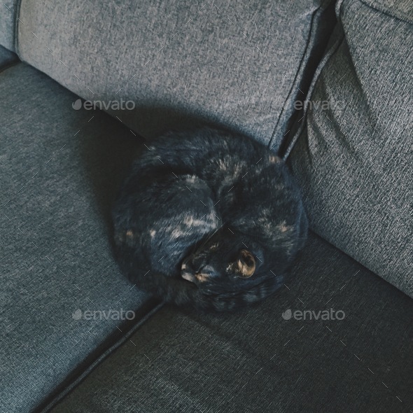 Camouflage Cat - Stock Photo - Images