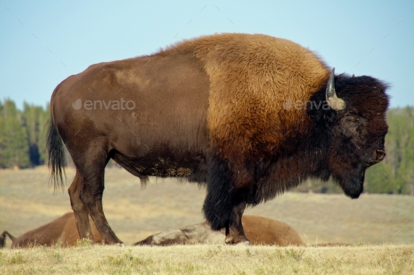 Yellowstone Bison - Stock Photo - Images