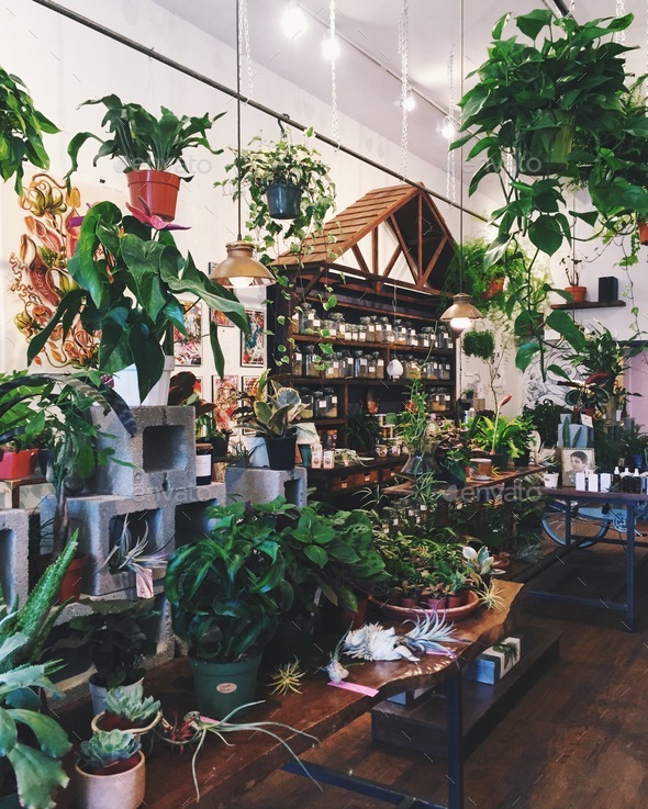 Plant Store - Stock Photo - Images