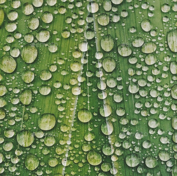 Leaf Water Droplets - Stock Photo - Images