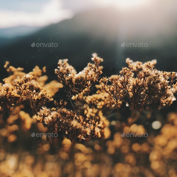 Golden Hour Detail - Stock Photo - Images