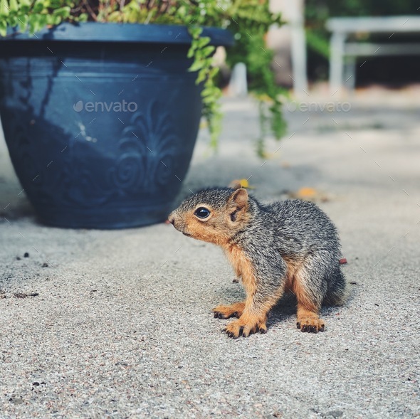 Baby Squirrel - Stock Photo - Images