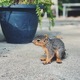 Baby Squirrel - PhotoDune Item for Sale